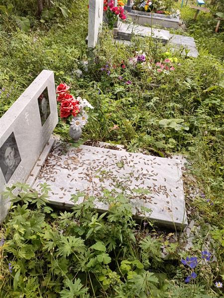 Лапшина Александра Евстратьевна
