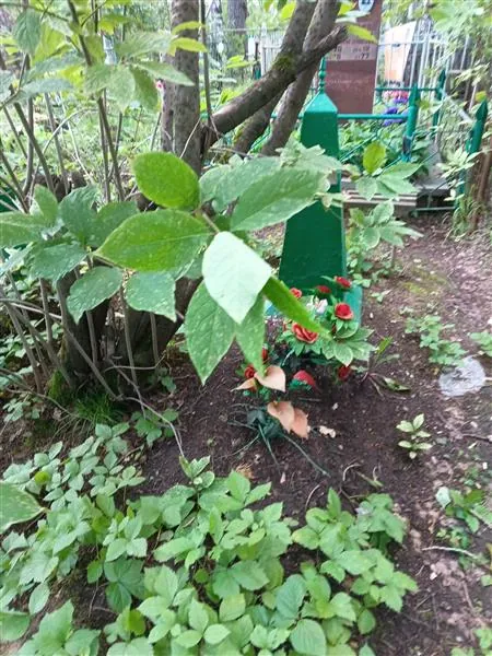 Чухарев Октябрин