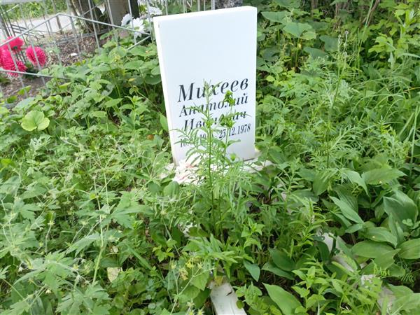 Михеев Анатолий Иванович