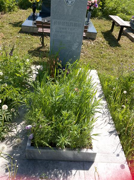 Никулин Виктор Михайлович