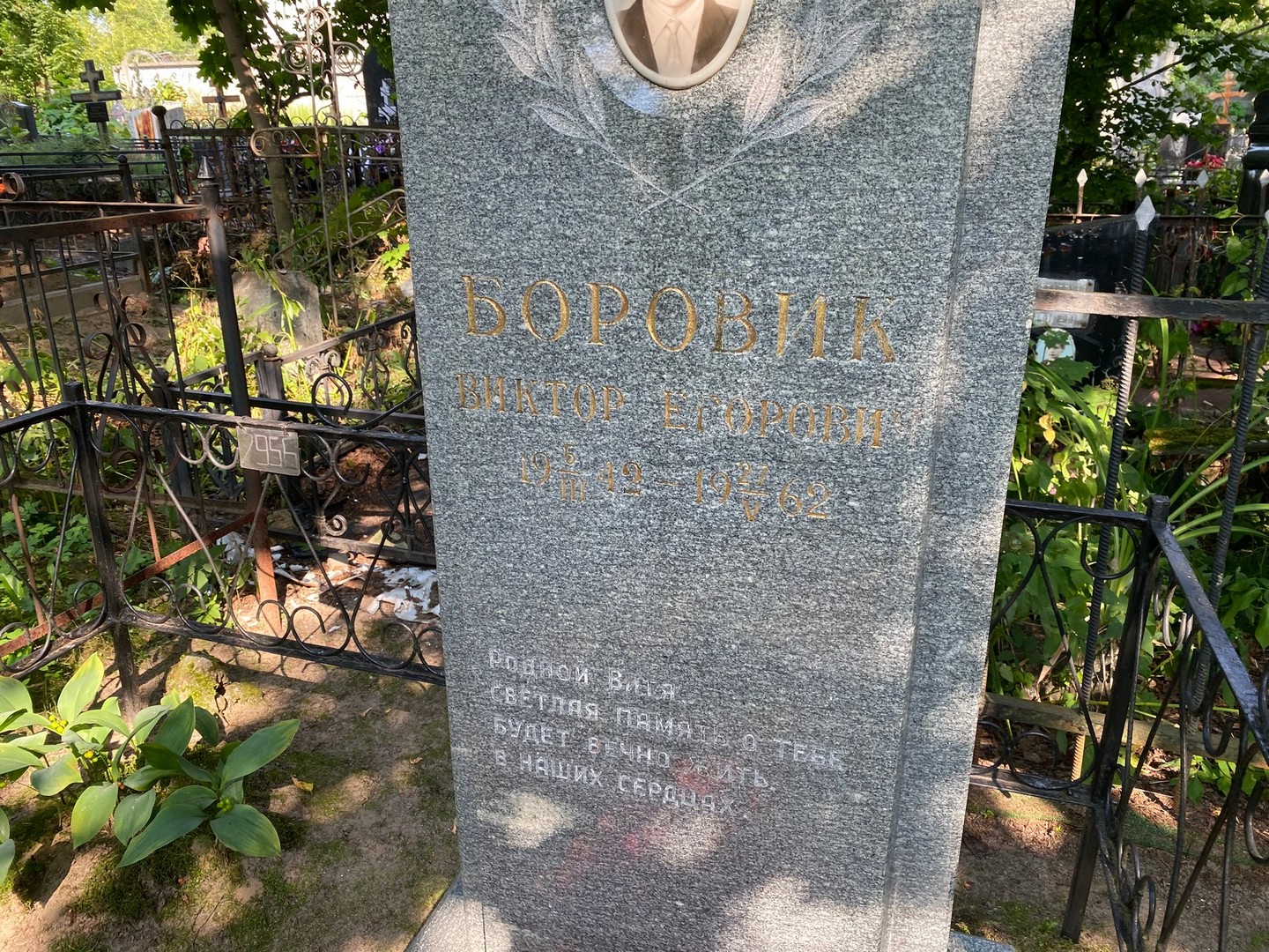 Боровик