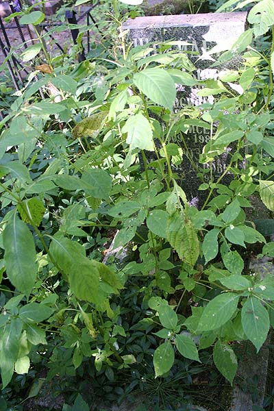 Морозик Мария Львовна