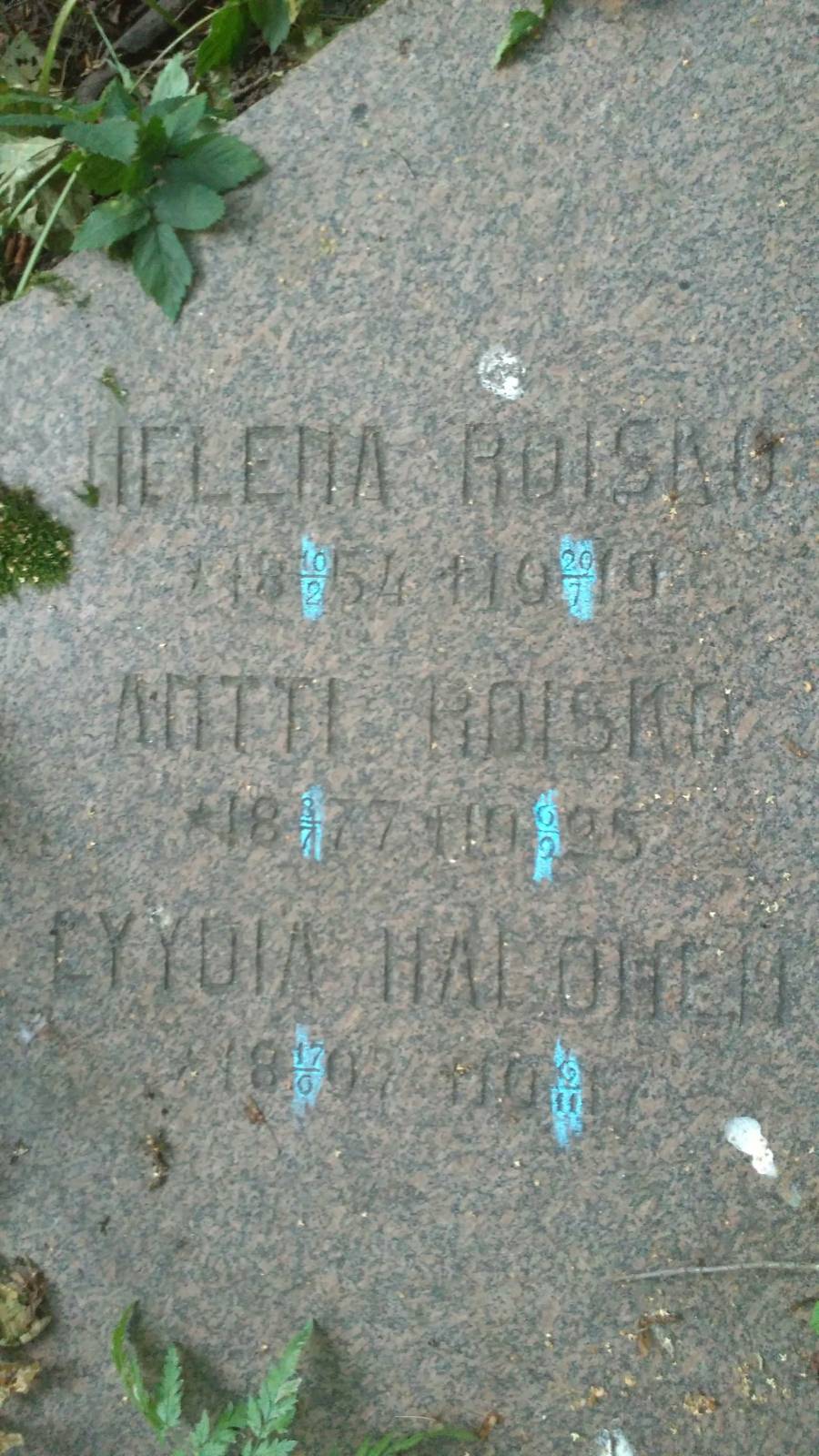 Halonen Lyydia