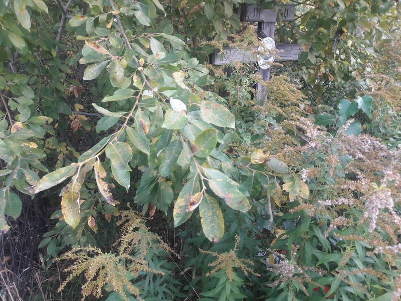 Мокеев Борис Петрович